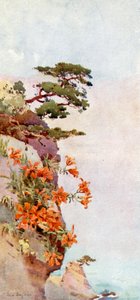 Lilies on the Rocks, Atami (färg litho) av Ella Du Cane