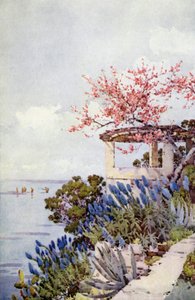 Pride of Madeira and Peach Blossom (färg litho) av Ella Du Cane
