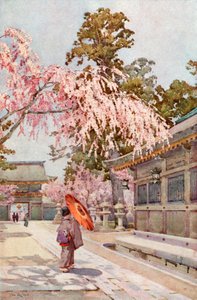 The Drooping Cherry (färg litho) av Ella Du Cane