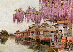Wistaria, Nagaoka (färglitografi) av Ella Du Cane