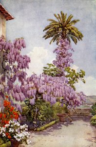 Wistaria, Quinta Da Levada (färg litho) av Ella Du Cane