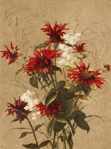 Balm och Spiraea Av Ellen Thayer Fisher