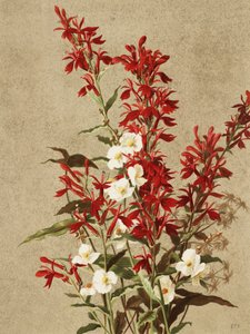 Kardinalblommor