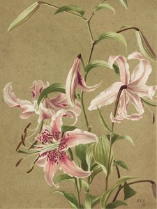 Japanlilja av Ellen Thayer Fisher