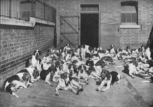 The Cottesmore Pack, c1902, 1903 av Elliott and Fry