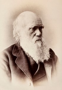 Charles Darwin: engelsk naturforskare