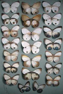 Twenty-Two Butterflies (akvarell på papper) av Ellis Rowan