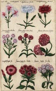 Olika sorter av nejlika, Dianthus caryophyllus av Emanuel Sweert