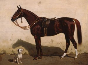 Sadlad räv med hund