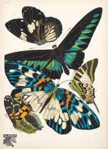 Tallrik 10, från Butterflies, pub. 1925 (stenciltryck) av Émile Allain Séguy