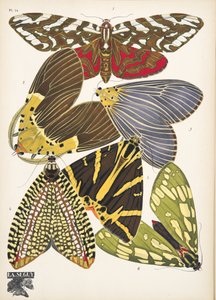 Tallrik 14, från Butterflies, pub. 1925 (stenciltryck) av Émile Allain Séguy