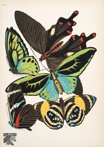 Tallrik 1, från Butterflies, pub. 1925 (stenciltryck) av Émile Allain Séguy