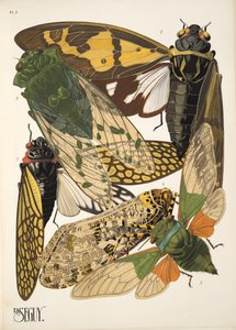 Tallrik 2 från Insectes, pub. 1930-tal (pochoirtryck) av Émile Allain Séguy