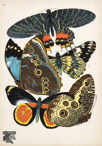 Tallrik 2, från Butterflies, pub. 1925 (stenciltryck)