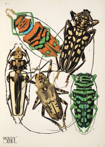 Tallrik 4 från Insectes, pub. 1930-tal (pochoirtryck) av Émile Allain Séguy
