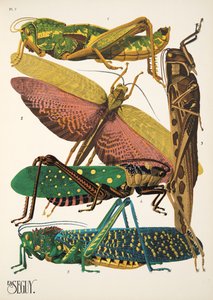 Tallrik 7 från Insectes, pub. 1930-tal (pochoirtryck) av Émile Allain Séguy