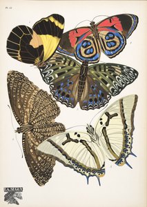 Tallrik 12, från Butterflies, pub. 1925 (stenciltryck) av Émile Allain Séguy
