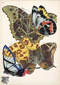 Tallrik 15, från Butterflies, pub. 1925 (stenciltryck)