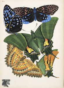 Tallrik 6, från Butterflies, pub. 1925 (stenciltryck)
