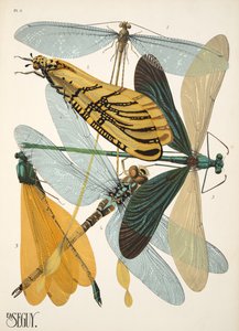 Tallrik 9 från Insectes, pub. 1930-tal (pochoirtryck) av Émile Allain Séguy