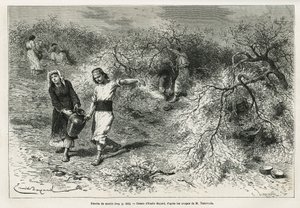 Samlingen av kitt, ett vitt harts av lentis, under sommarsäsongen, är grunden för tillverkningen av en anisbrännvin, teckning av Emile Bayard, för att illustrera historien "Chio Island" (Östra Turkiet), 1877, av Dr. A. Testevuide. Gravyr i Le av Emile Antoine Bayard