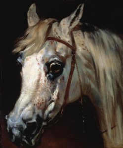 Huvud av en arabisk häst, ca 1840-50 (olja på duk) av Emile Jean Horace Vernet