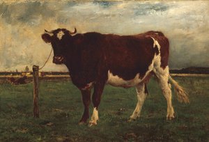 Studie av en ko, 187090.