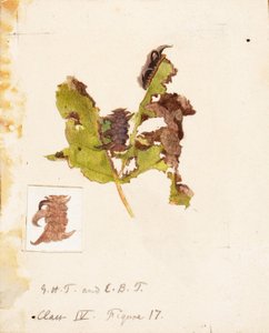 Skrynklig lövlarv..., sent 1800-tidigt 1900-tal.