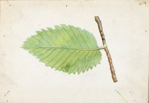 Jagged Leaf Edge Caterpillar, studie för boken Dolda färger i djurriket av Emma Beach Thayer