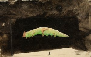 Större fläckig strandbladskant Caterpillar..., sent 1800-tidigt 1900-tal.
