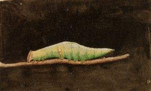 Större fläckig strandbladskant Caterpillar..., sent 1800-tidigt 1900-tal.