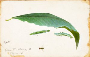 Unspotted Beach Leaf Edge Caterpillar..., sent 1800-tidigt 1900-tal.