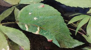 White Birch Leaf Edge Caterpillar..., sent 1800-tidigt 1900-tal.