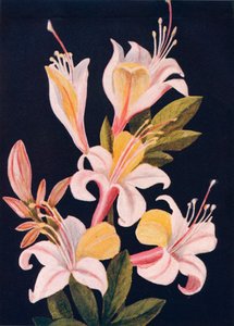 Kalifornien Azalea, c1915, 1915