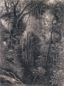 Utsikt över ravinen ovanför Apia, Upolu, Västra Samoa, 1877 (kol på papper) av Emma Sandys