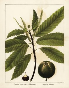Amerikansk kastanj, Castanea dentata Castanea vesca var