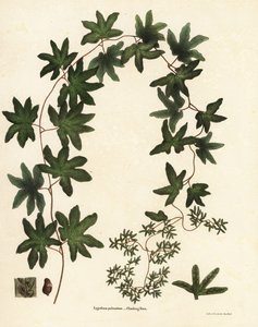 Amerikansk klätterormbunke eller Hartford-ormbunke, Lygodium palmatum