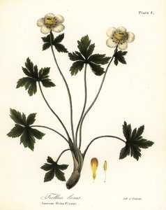 Amerikansk klotblomma eller amerikansk spridande klotblomma, Trollius laxus av Endicott Endicott