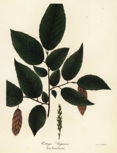 Amerikansk avenbok, Ostrya virginiana (Humle-avenbok, Ostrya virginica) av Endicott Endicott
