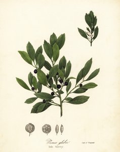 Appalachian te, färgämnesblad, vintergröna vinterbär, gallbär och bläckbär, Ilex glabra