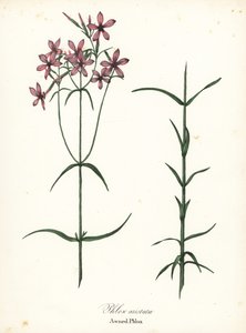 Tältflox, Phlox aristata av Endicott Endicott