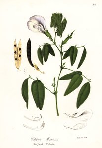 Fjärilsärta, atlantiska duvvingar eller Maryland clitoria, Clitoria mariana av Endicott Endicott