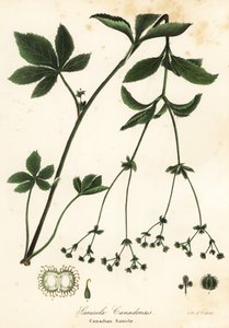 Kanadensisk Blacksnakeroot eller Kanadensisk Sanicle, Sanicula canadensis av Endicott Endicott