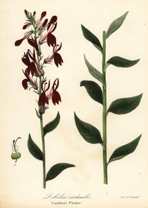 Kardinalblomma, Lobelia cardinalis av Endicott Endicott