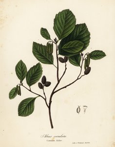 Vanlig al, hasselal eller slät al, Alnus serrulata
