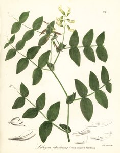 Gräddärta eller krämfärgad vicka, Lathyrus ochroleucus av Endicott Endicott