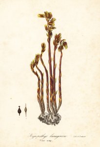 Holländares pipa, falska bokdroppar, pinesap eller gult fågelbo, Monotropa hypopitys (Pine-sap, Hypopithys lanuginosa) av Endicott Endicott