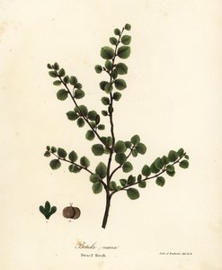 Dvärgbjörk, Betula nana av Endicott Endicott