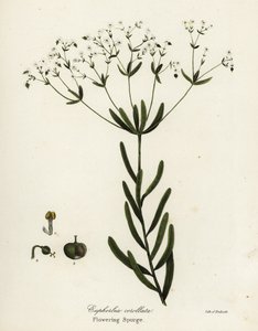 Blomstång, Euphorbia corollata av Endicott Endicott
