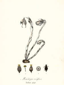 Spökväxt, spökpipa, indianpipa eller likväxt, Monotropa uniflora
